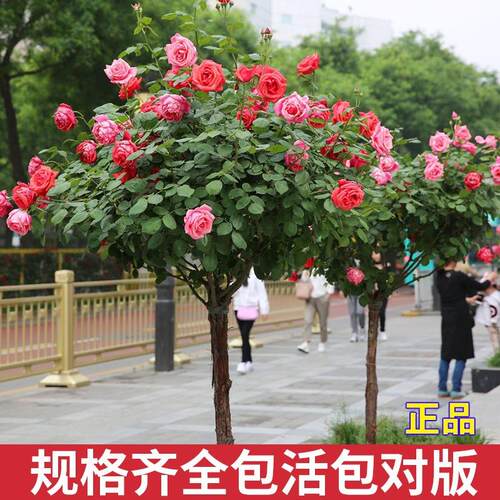 棒棒糖树桩月季花苗花朵花卉植物庭院四季开玫瑰带花树状带花苞