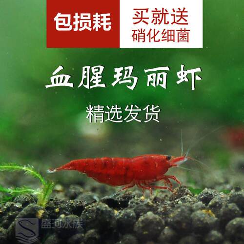 血腥玛丽 红色活体观赏虾 可与水晶虾混养水草缸除藻虾