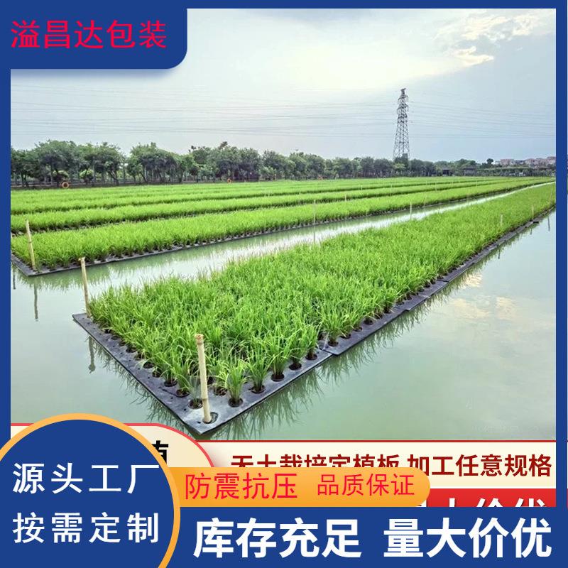 eva水上种植泡沫浮床水培水稻浮板 鱼塘漂浮面板水培蔬菜定植泡棉