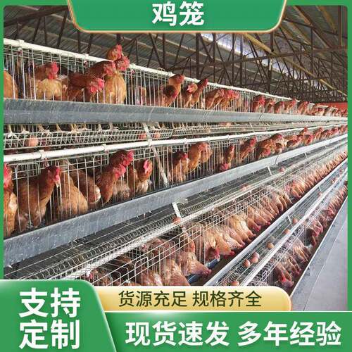 广州出口A字架子阶梯结构蛋鸡笼 镀锌防锈倾斜自动滚蛋设计养鸡笼