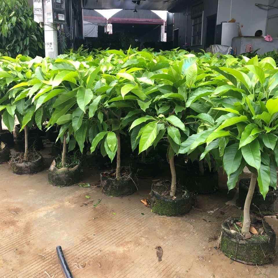 嫁接白兰花盆栽黄角兰黄桷兰白玉兰黄玉兰花缅桂花苗盆栽树苗庭院