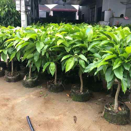 嫁接白兰花盆栽黄角兰黄桷兰白玉兰黄玉兰花缅桂花苗盆栽树苗庭院