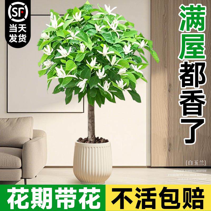 白玉兰花树苗盆栽带花苞客厅室内办公室大型绿植四季好养开 花植