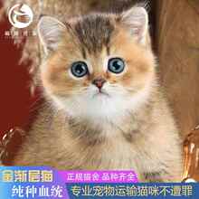 金渐层英国短毛猫纯种宠物猫咪活物银渐层幼猫美短虎斑猫英短蓝猫