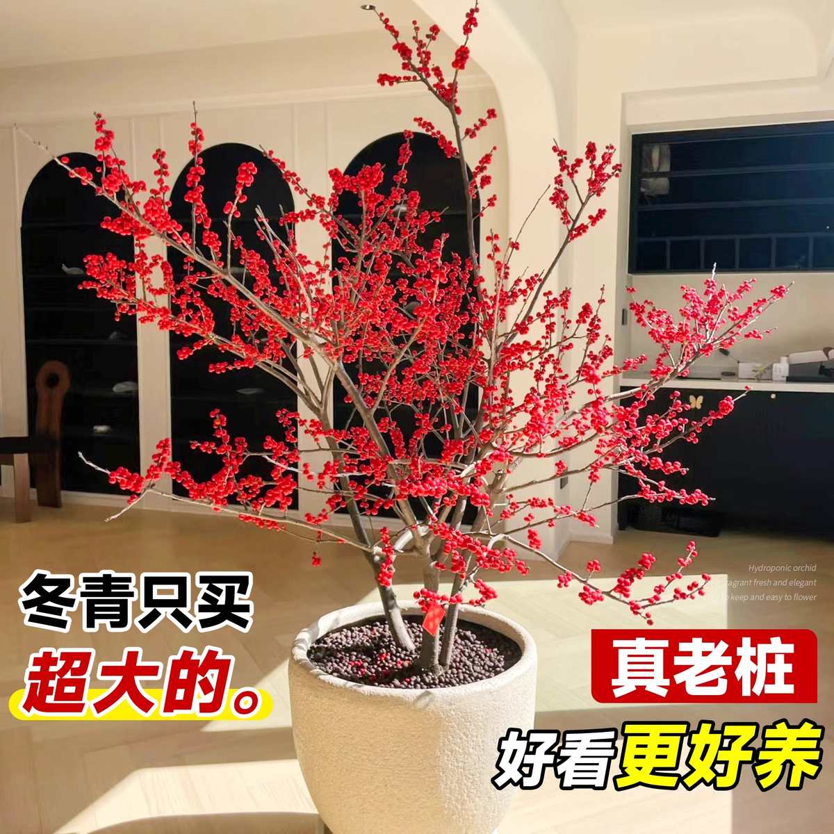 北美冬青盆栽带果老桩大树苗耐寒室内盆景红果真花年宵花花卉植物