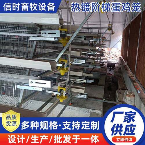 A型阶梯蛋鸡笼可放清粪机捡蛋机阶梯蛋鸡笼热镀锌鸡舍家用养殖场