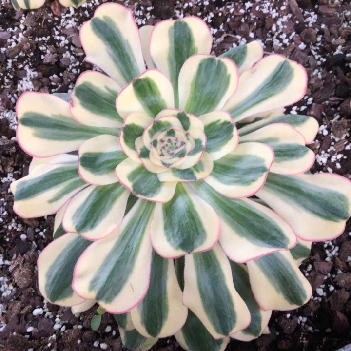 一颗包邮非偏远王妃王妃君美丽挑大的