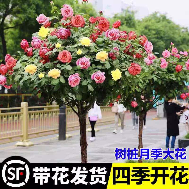树桩月季棒棒糖树状特大花卉多色玫瑰四季开大苗高杆庭院果汁阳台