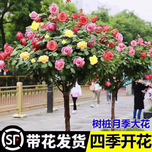 树桩月季棒棒糖树状特大花卉多色玫瑰四季开大苗高杆庭院果汁阳台