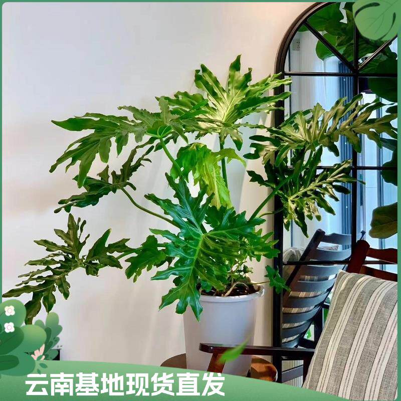 【龙鳞春羽】现代办公室内绿植花卉盆栽带土好养易活客厅绿植