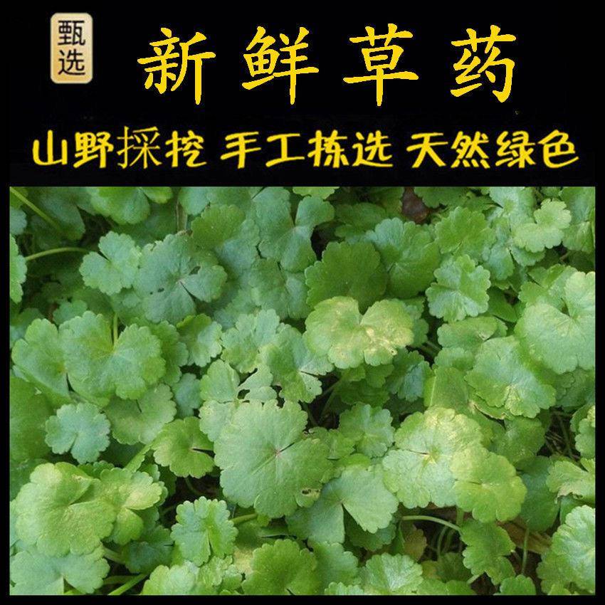 铺地锦新鲜遍地锦潮汕土地锦天胡荽满天星破铜钱币草落得打鱼鳞草