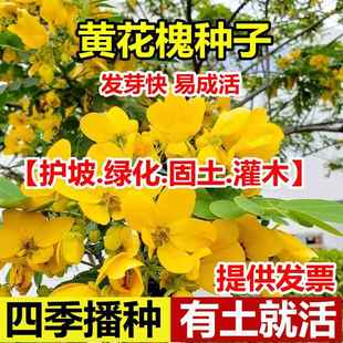 黄花槐种子金凤树豆槐黄槐种籽优良园林绿化树种双荚槐红花槐种籽