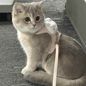 猫咪牵引绳防挣脱外出专用背心式防走丢工字背带遛猫狗宠物用品