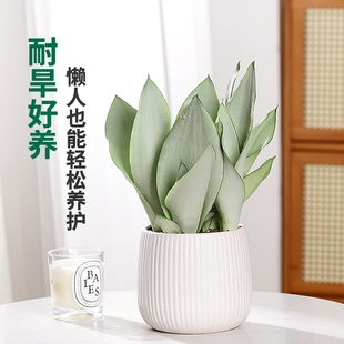 白玉虎皮兰盆栽办公室桌面绿植虎尾兰吸甲醛净化空气好养易活植物