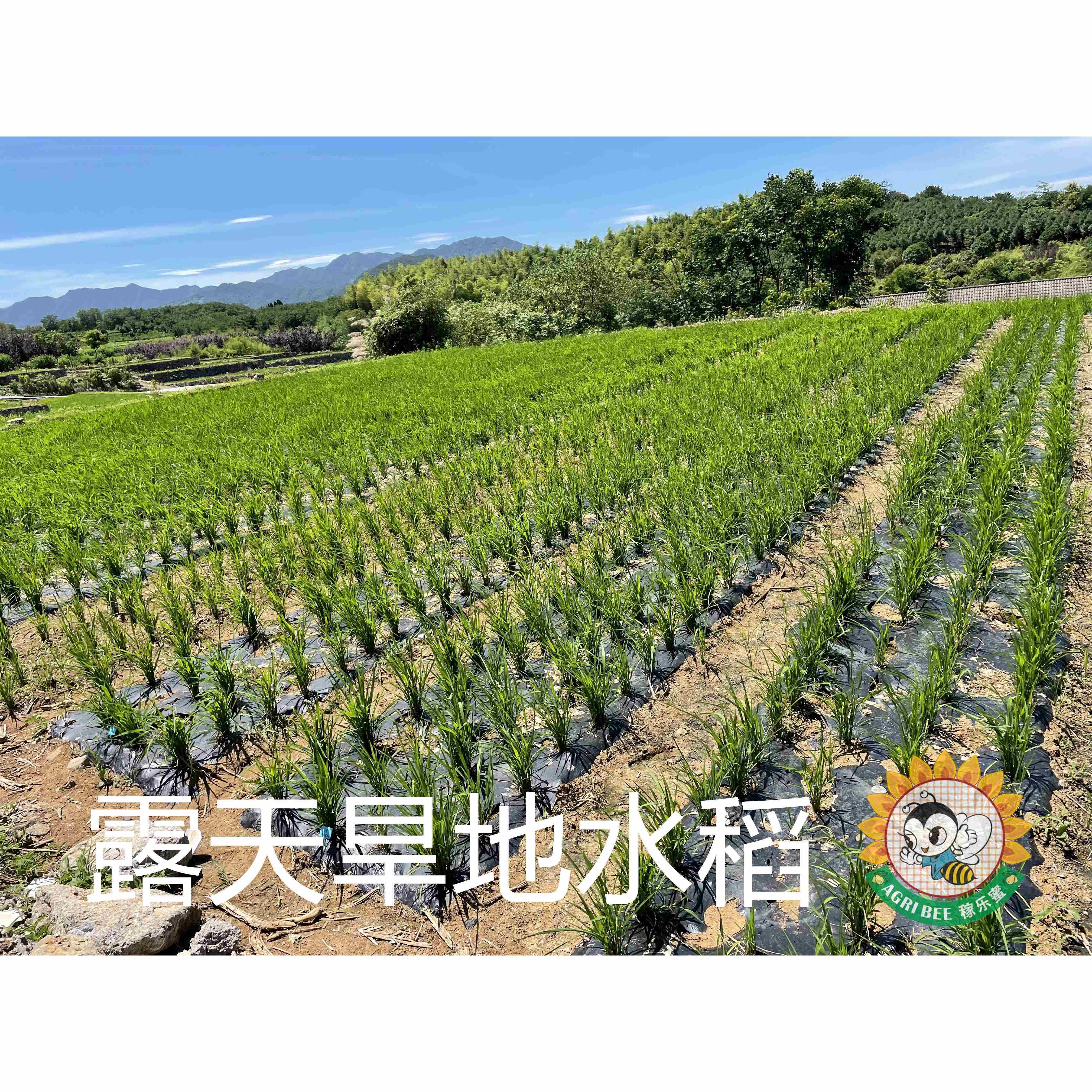 农用地膜黑色除草薄膜可降解黑膜环保防草膜全生物降解膜旱地水稻