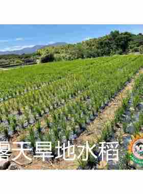 农用地膜黑色除草薄膜可降解黑膜环保防草膜全生物降解膜旱地水稻