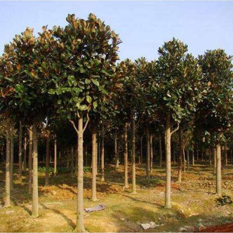 广玉兰树苗大花广玉兰荷花玉兰苗四季常青庭院行道树绿化工程苗