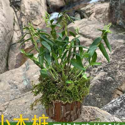 栽好发货霍山铁皮石斛苗木桩3年红杆石斛苗绿植办公室内盆景