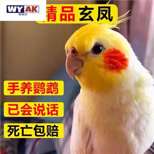 鹦鹉公母一对纯手养玄凤会说话唱歌宠物活物鸟黄化原始灰亲人粘人