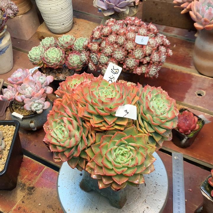 云南添彩多肉1225-85贝拉多娜