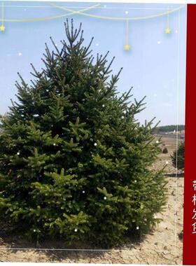 Real Christmas tree 1.5/2/2.5m potted Norwegian spruce pine