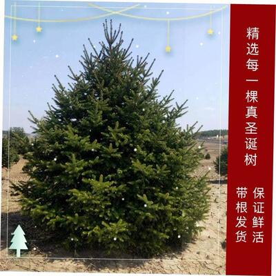 Real Christmas tree 1.5/2/2.5m potted Norwegian spruce pine