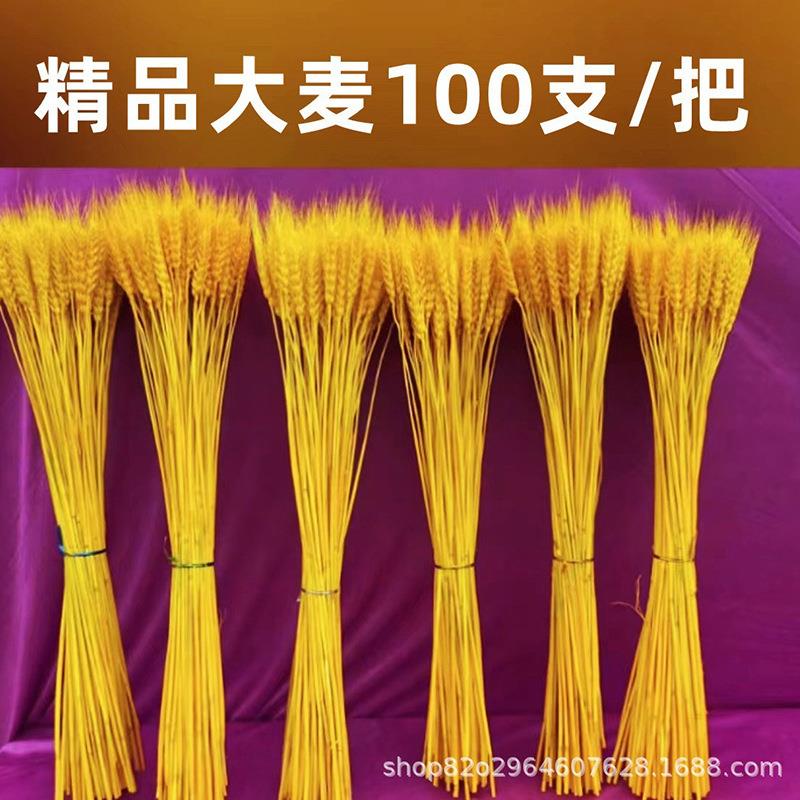麦穗干花开业大麦花束客厅田园风装饰摆件插花道具金黄色干花麦穗