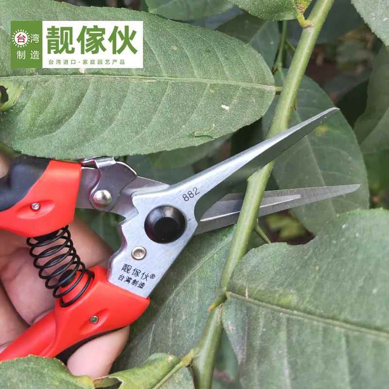 靓傢伙782A稀果修果剪葡萄枝专用剪刀蔬果采果剪水果园橘子果树剪