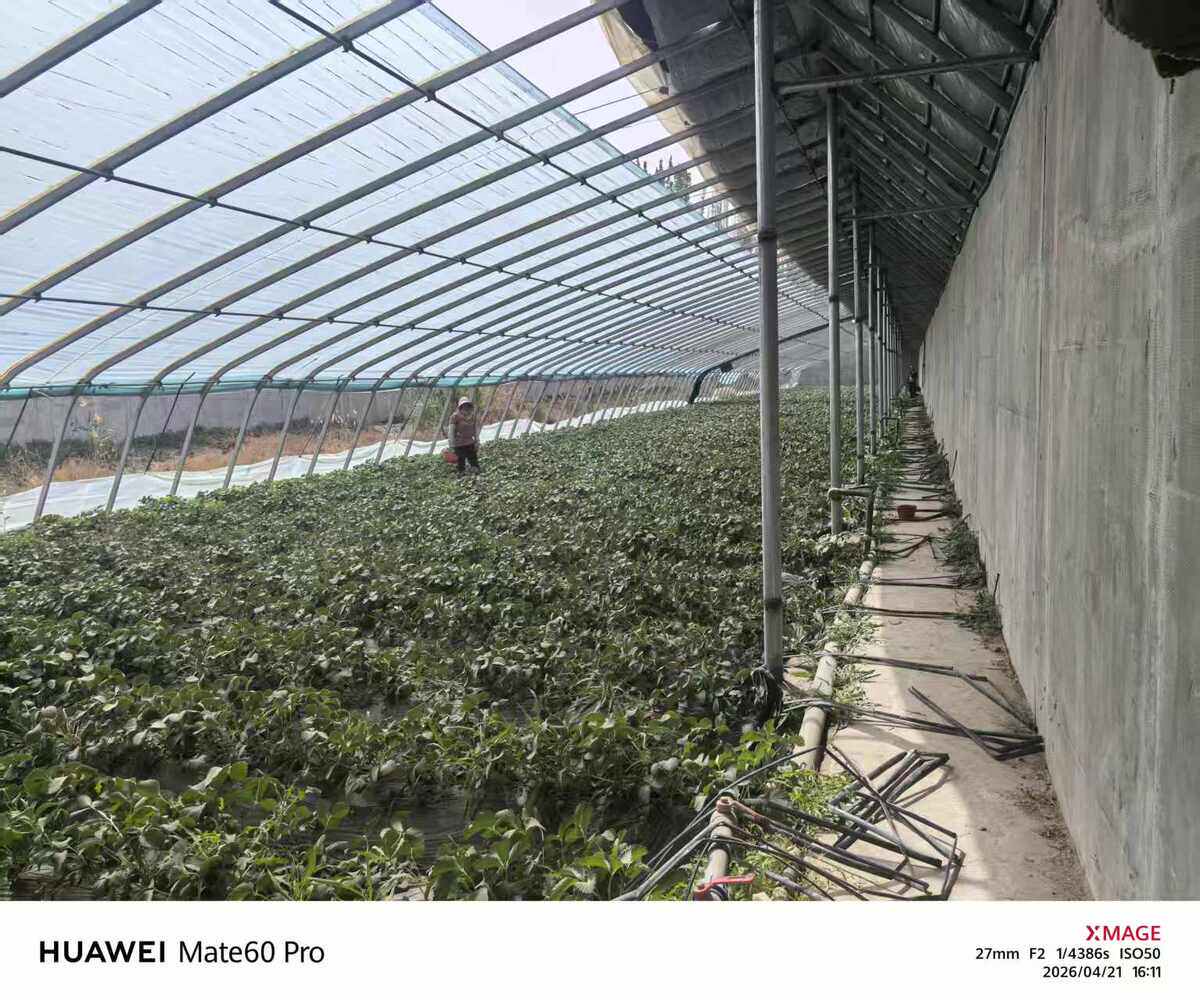 5月7日阿拉尔市十团13连3号日光温室大棚网络拍卖公告