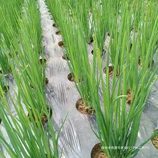 开打孔膜带菜地孔地膜薄膜地膜草防黑孔免种植银打孔黑玉米地农用