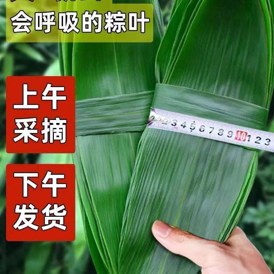 新货【特价】粽叶新鲜粽子宽叶棕叶家用叶子野生价纯天然新叶端午