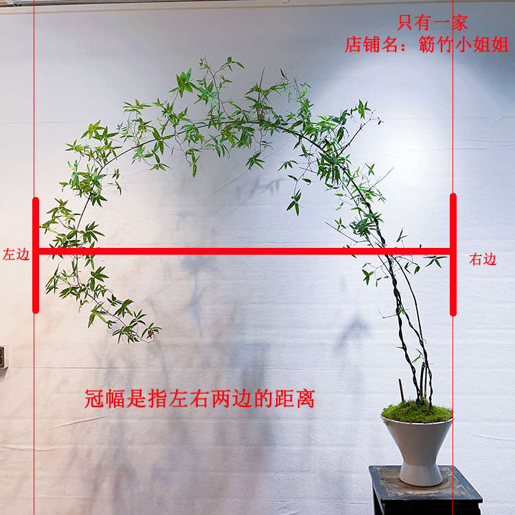 文人小叶簕竹阳台室内外桌面勒竹熟树桩绿植庭院花园盆景茶馆盆栽