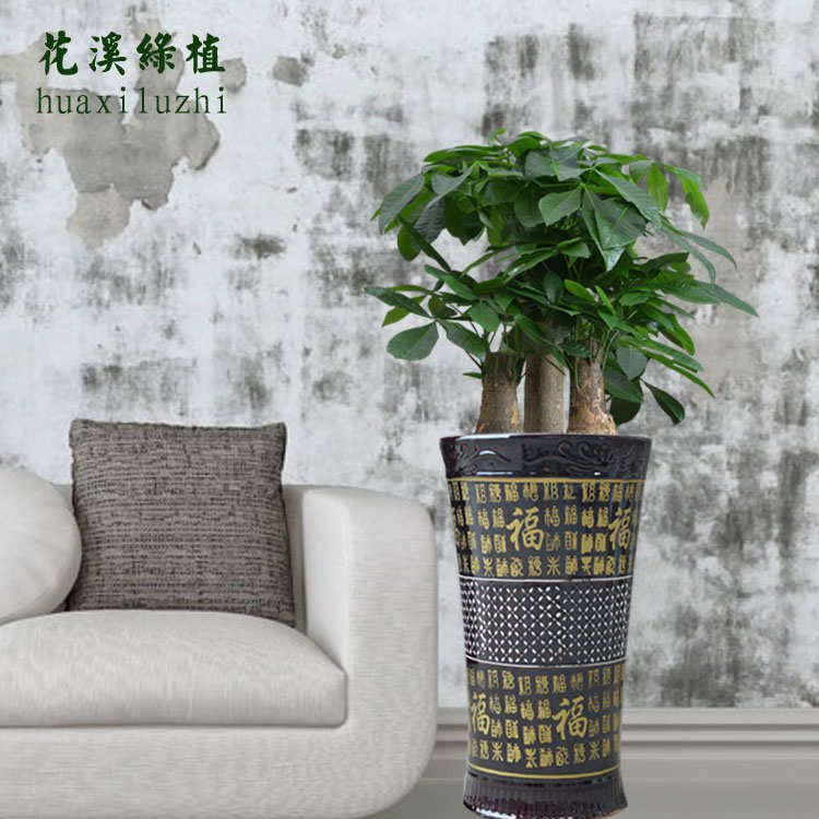 室内花卉 盆景植物 发财树盆栽 客厅创意花草 大型绿植 净化空气