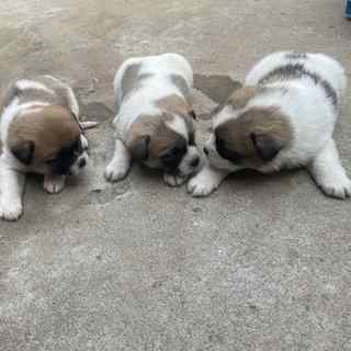 正宗中华田园犬幼犬活物小型家养土狗黄狗黑狗白狗短毛便宜活体狗