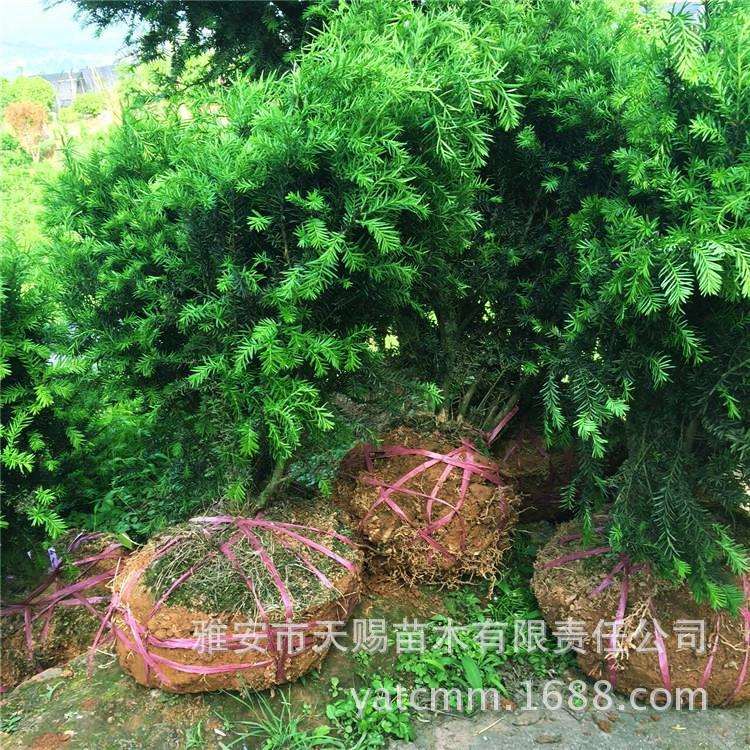 基地直销曼地亚红豆杉绿化树高100-120cm别墅庭院遮荫防风树耐寒