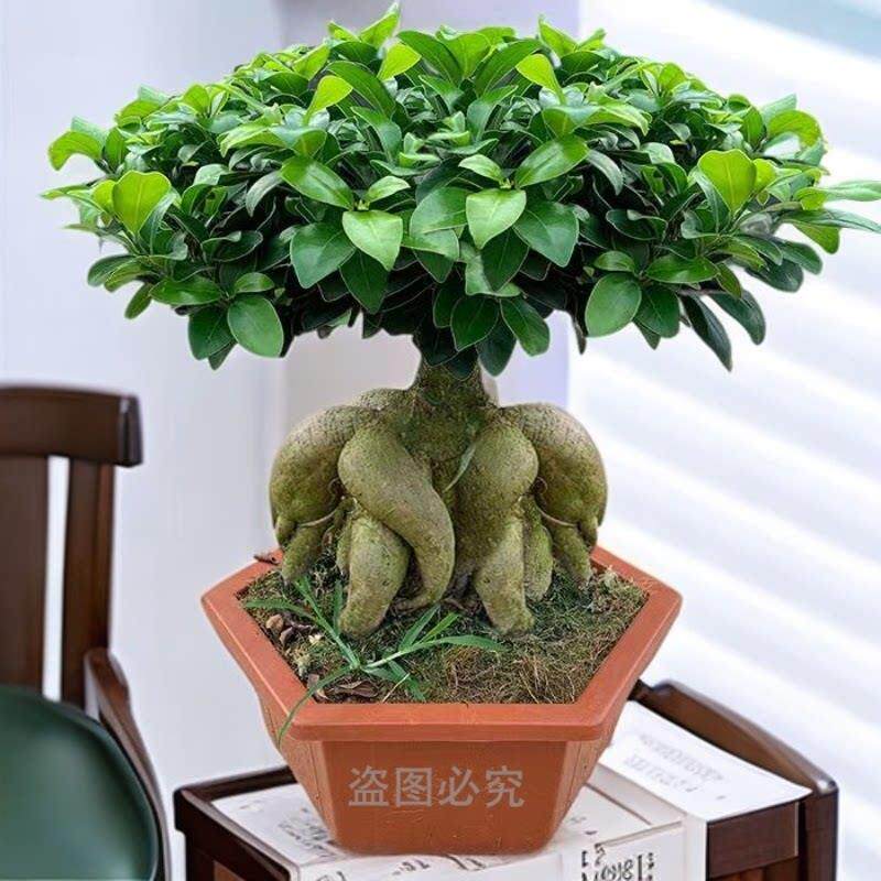 榕树盆景树苗办公室桌面客厅绿植物花卉人参榕四季常青小榕树盆栽