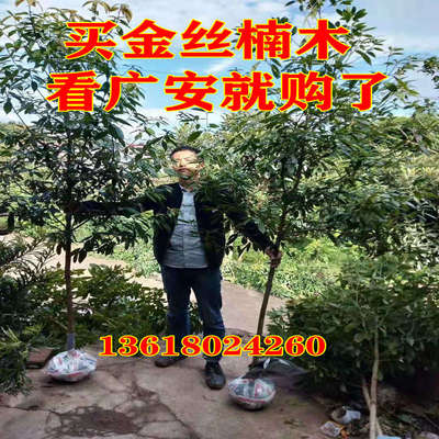 四川正宗小叶金丝楠木树苗桢楠树苗楠木苗名贵珍稀植物绿植庭院树