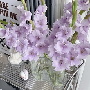 插花基地链鲜花云南批紫速递花束香芋剑兰花用水家直冷真养