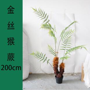 仿真绿植长毛猴头蕨金丝蕨盆栽 落地装饰摆件蕨树蕨草盆景假植物