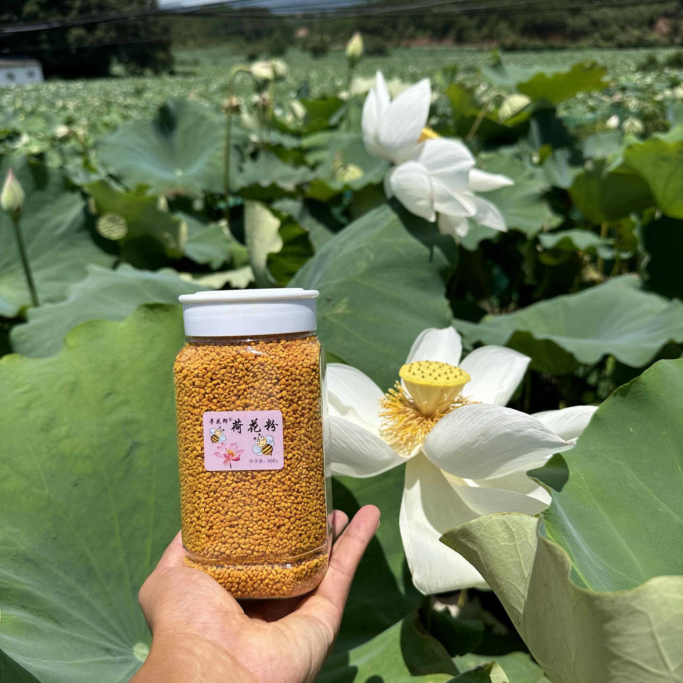 预.售冻干荷花粉广昌白香莲白荷花唐代种植1400年历史冻干花粉