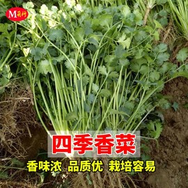 四季香菜种子阳台盆栽农家，菜园庭院蔬菜种孑春秋季抗病易种芫荽籽