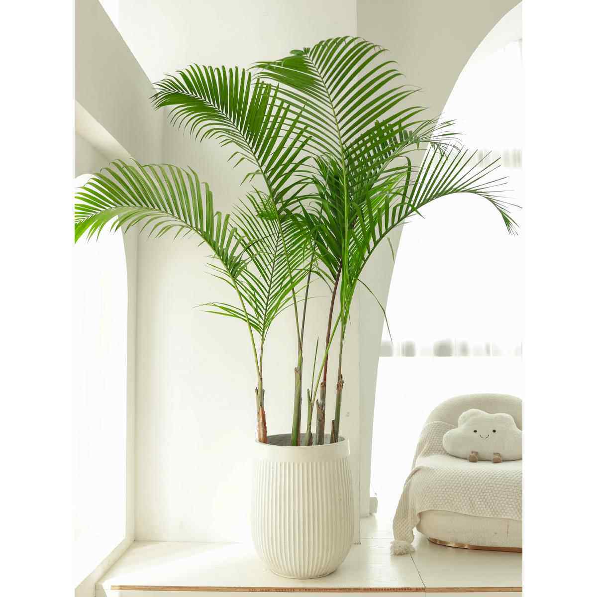 老桩散尾葵绿植盆栽客厅大型落地室内室外热带植物椰子树高凤尾竹