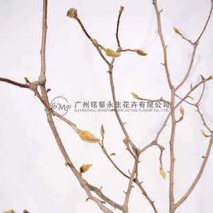 【玉兰枝】真花干花海棠枝干树枝样板间装饰材料枯枝条插花花材