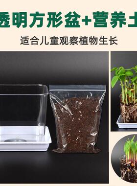 透明方盆营养土带土塑料小花盆观察儿童种植小盆栽幼儿园小学生