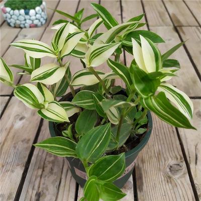 青白玉吊兰花叶吊竹梅阳台庭院盆栽观叶垂吊植物耐旱小绿植