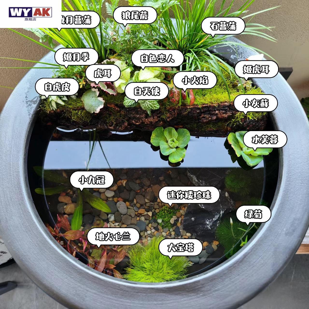 古法鱼缸古法鱼缸水草套餐草客厅办公室金鱼绿植观赏小型造景微景图片