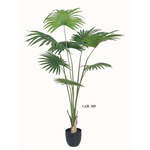 蒲葵盆栽热带葵树造景假植物大型室内客厅落地摆放绿植盆E18