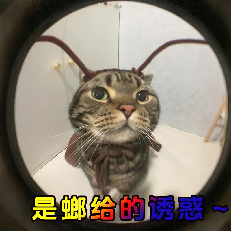 小猫咪蟑螂衣服两个月搞怪蟑螂2025新款夏季薄款可爱演抽象出服