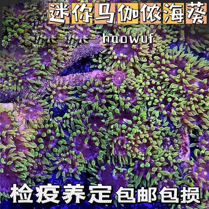 迷你马伽侬珊瑚萤光绿小丑鱼共生海葵地毯软体珊瑚海水生物海缸