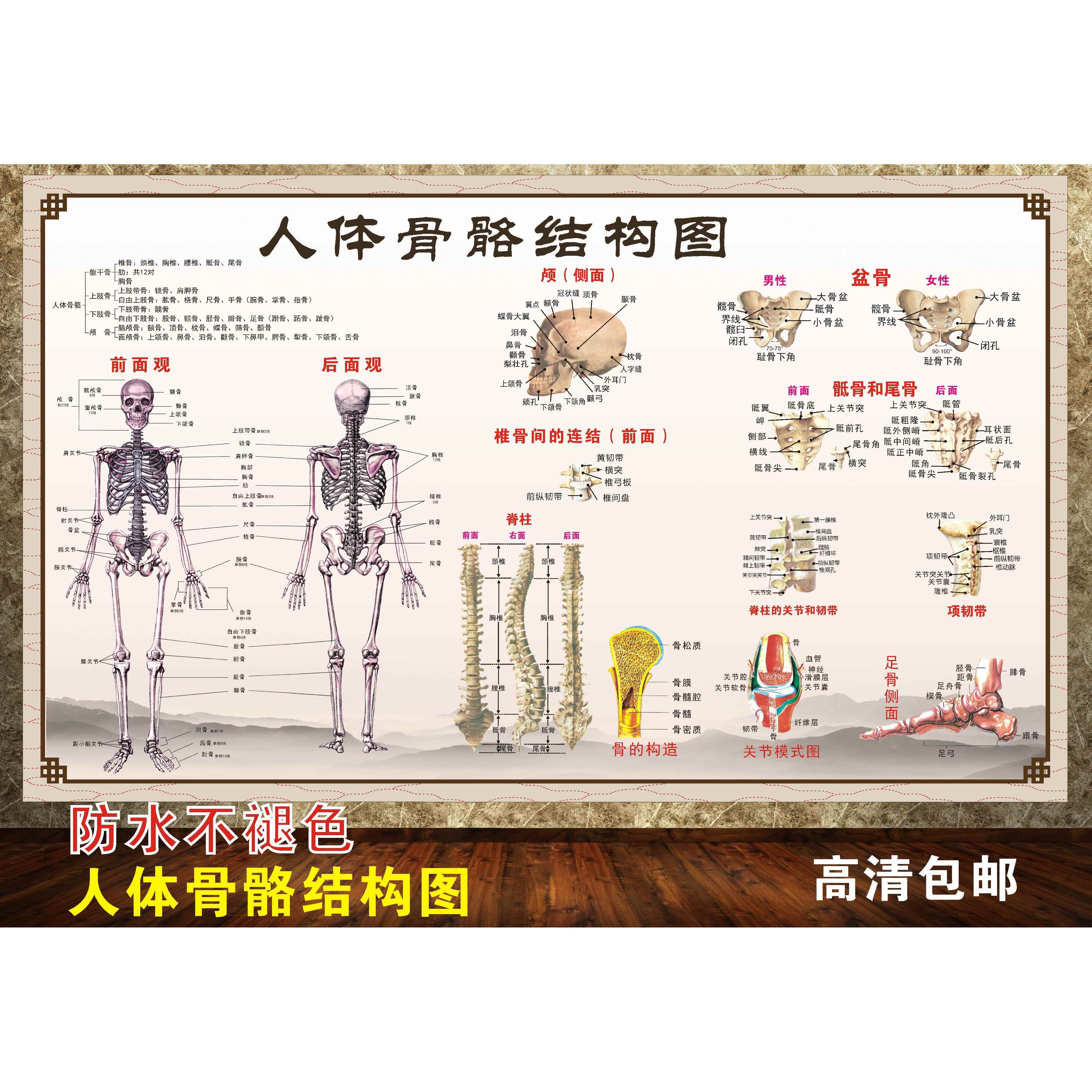 人体骨骼结构肌肉解剖图海报全身医院文化墙中医养生馆海报装饰画